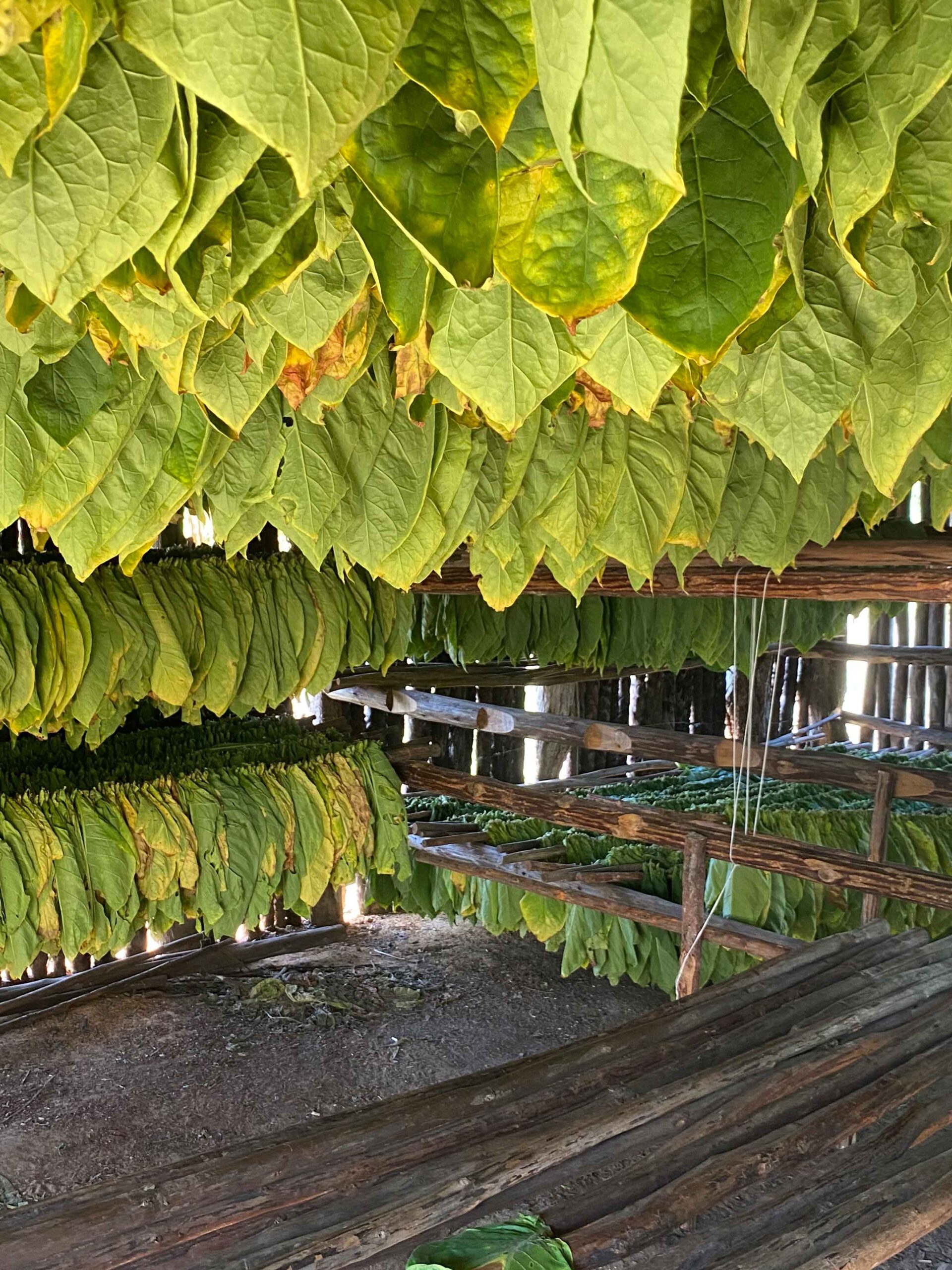 Hier werden gerade die Tabakblätter getrocknet, um sie dann weiter zu verarbeiten und Zigarren zu produzieren.